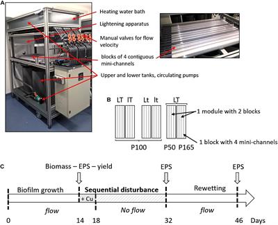 The Response of Extracellular Polymeric Substances Production by Phototrophic Biofilms to a Sequential Disturbance Strongly Depends on Environmental Conditions